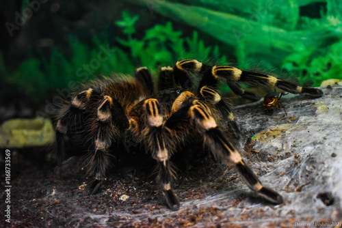 Spider