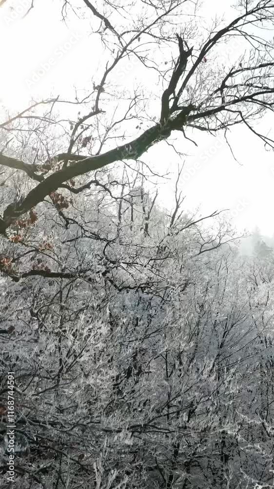 Smooth Crossing of Winter Snowy Oaks Forest. Nature and Outdoor Aerial footage of Winter Landscape with Clear Blue Sky. Vertical Aspect Ratio. Smooth Crossing of Winter Snowy Oaks Forest. Nature and Outdoor Aerial footage of Winter Landscape with Clear Blue Sky. Vertical Aspect Ratio.