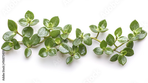 Lush green Dischidia vines with glossy leaves on white background photo