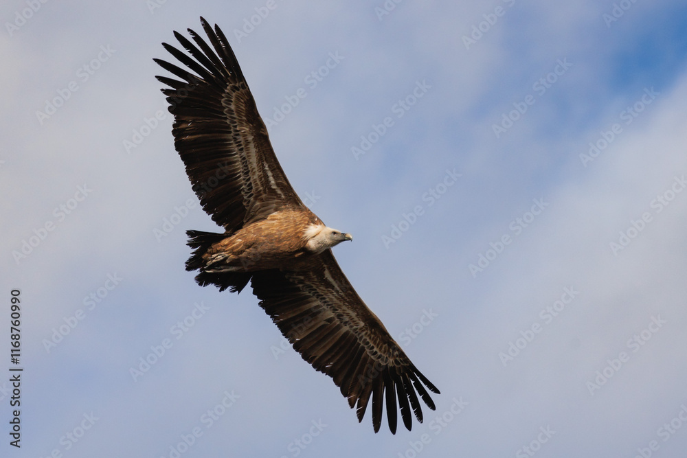 Fototapeta premium Buitre leonado euroasiático en vuelo visto desde abajo con fondo de cielo con nubes, Alcoy, España