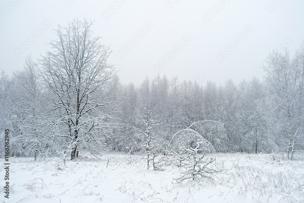 Obraz premium beautiful winter forest landscape. Frozen snow covered trees, abstract winter nature background. cold frosty weather season. fallen snow.