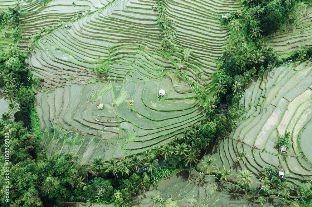 Jatiluwih Rice Terraces, aerial view, Bali