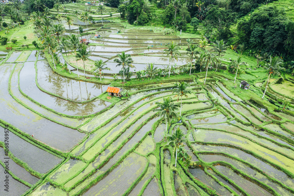 Jatiluwih Rice Terraces, aerial view, Bali