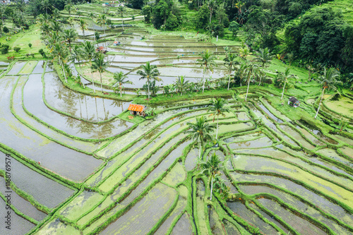 Obraz na płótnie Jatiluwih Rice Terraces, aerial view, Bali w salonie