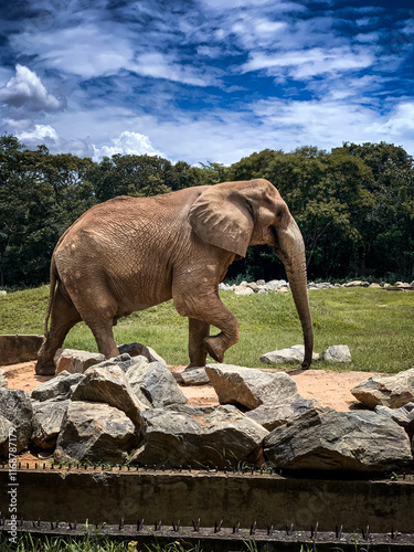 Elefante africano caminhando