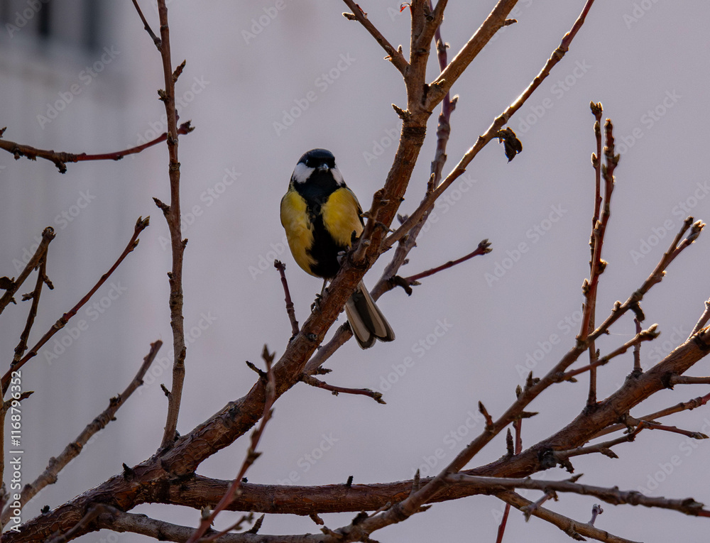 Naklejka premium Carbonero