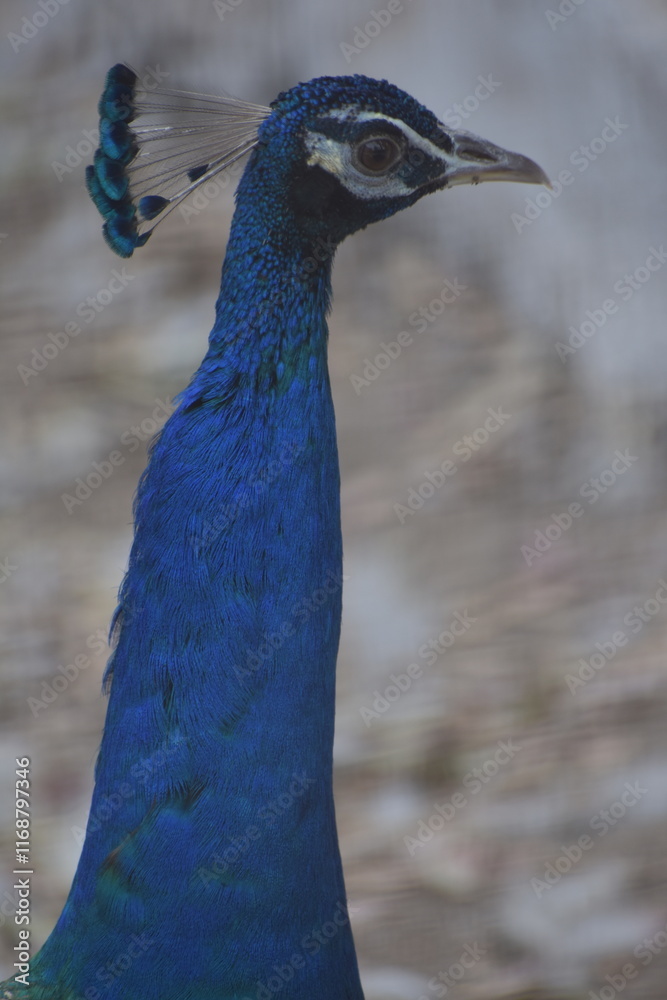 Peafowl is a common name for two bird species of the genus Pavo and one species of the closely related genus Afropavo within the tribe Pavonini of the family Phasianidae. Peafowl is a common name for two bird species of the genus Pavo and one species of the closely related genus Afropavo within the tribe Pavonini of the family Phasianidae.