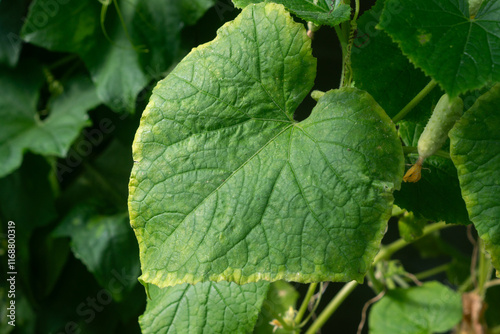 Cucumber leaf with yellow edge due to lack of micronutrients