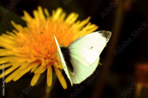 Obraz na plátně pieris brassicae butterfly insect colorful wings on yellow sow-thistle flower