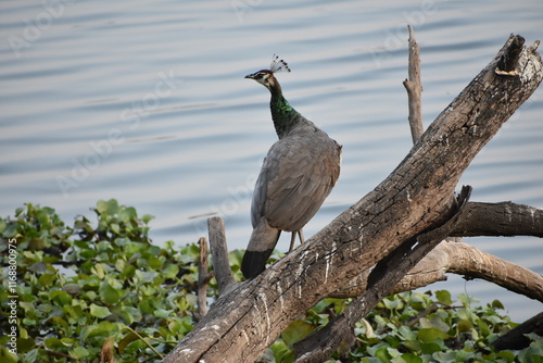 Peafowl is a common name for two bird species of the genus Pavo and one species of the closely related genus Afropavo within the tribe Pavonini of the family Phasianidae. photo