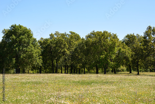a forest with oak trees and a meadow with wildflowers in the foreground 