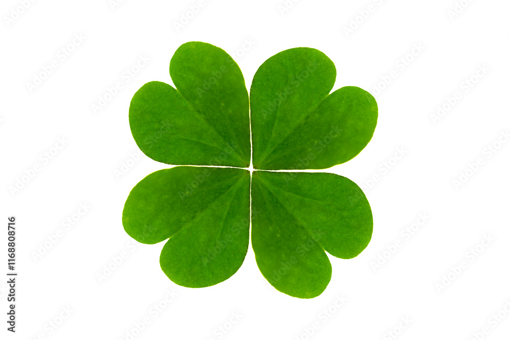 Lucky four leaf clover isolated on transparent background Lucky four leaf clover isolated on transparent background
