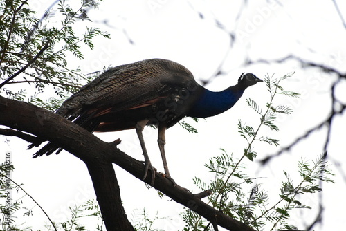 Peafowl is a common name for two bird species of the genus Pavo and one species of the closely related genus Afropavo within the tribe Pavonini of the family Phasianidae. photo