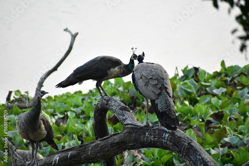 Peafowl is a common name for two bird species of the genus Pavo and one species of the closely related genus Afropavo within the tribe Pavonini of the family Phasianidae.