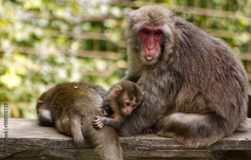 A small baby macaque hiding with its mother. Baby monkey. Young. Monkeys in the zoo. A little frolicking monkey in the safe vicinity of its mother. photo