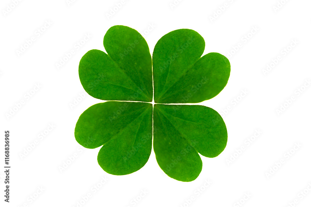 Lucky four leaf clover isolated on plain background Lucky four leaf clover isolated on plain background