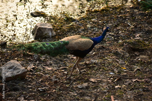 Peafowl is a common name for two bird species of the genus Pavo and one species of the closely related genus Afropavo within the tribe Pavonini of the family Phasianidae. photo