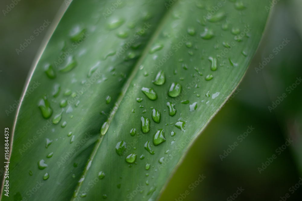 Close up of green leaves with raindrops, giving a natural, fresh and calm impression. Close up of green leaves with raindrops, giving a natural, fresh and calm impression.