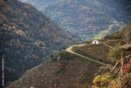 Vineyards. View of the vineyards of the Ribeira Sacra, in the province of Lugo, where a red wine with a designation of origin is obtained