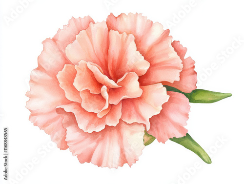 Watercolor carnation flower in soft pink hues with green leaves