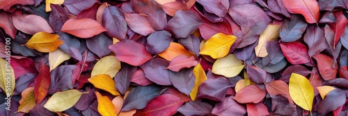 A pile of colorful autumn leaves in various shades of red, yellow, and purple.