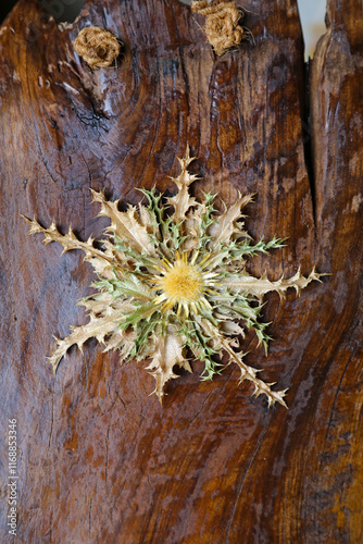 eguzkilore flor del sol flor protectora de los malos espíritus para la casa país vasco 4M0A4560-as25 photo