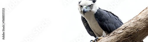 Harpagornis moorei perched on a branch, isolated on a white background. photo