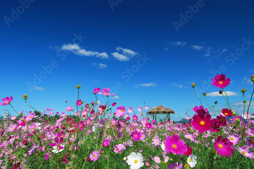 Beautiful Cosmos Flower Garden Scenic in Autumn
