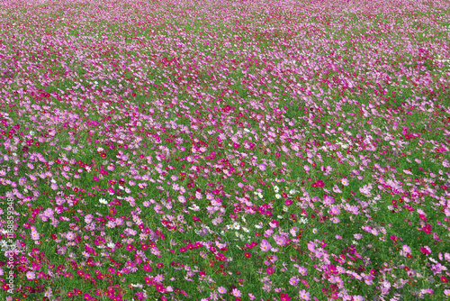 Beautiful Cosmos Flower Garden Scenic in Autumn