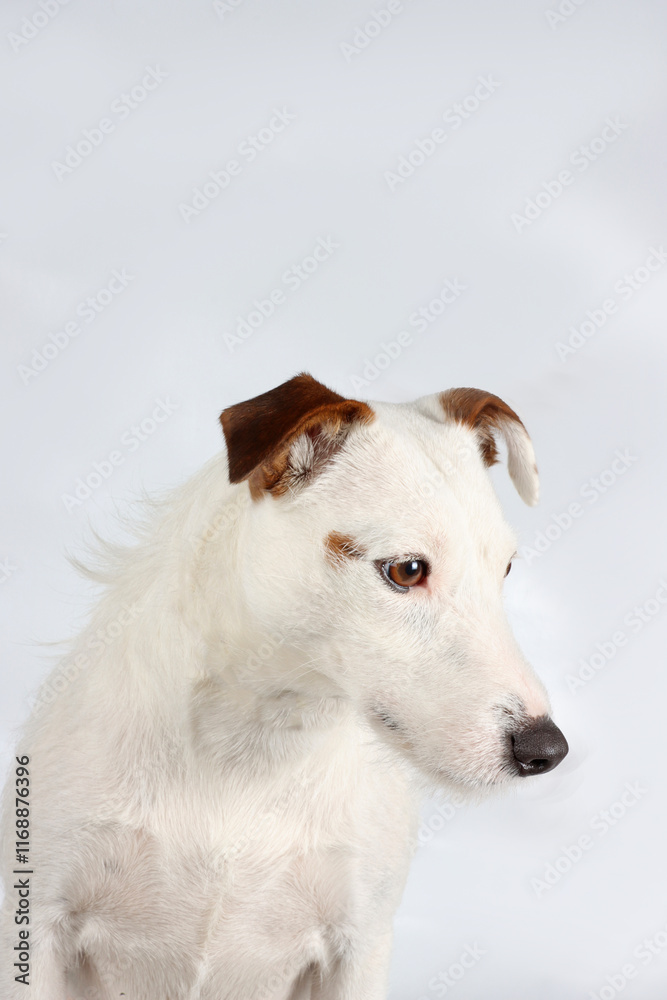A portrait of a Jack Russell Terrier against a white background A portrait of a Jack Russell Terrier against a white background