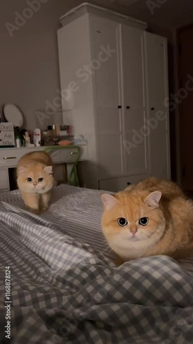 cat on the bed