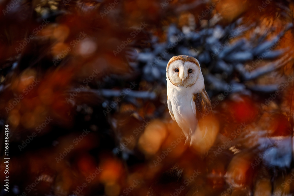 Owl at sunrise. Barn owl, Tyto alba, perched in snowy forest lightened by first sun rays. Beautiful white owl with heart-shaped face. First snow in wild nature. Wildlife. Hunting bird on forest meadow