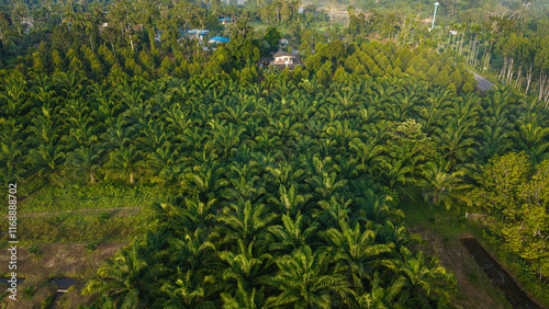 Aerial view oil palm troical rainforest sun light photo