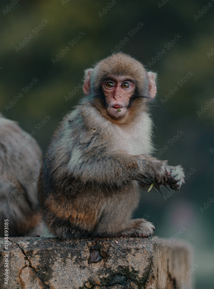 Macaques at Jigokudani Snow Monkey Park in Nagano, Japan Macaques at Jigokudani Snow Monkey Park in Nagano, Japan