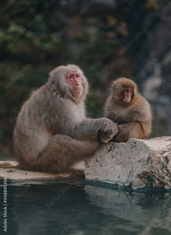 Naklejka premium Macaques at Jigokudani Snow Monkey Park in Nagano, Japan