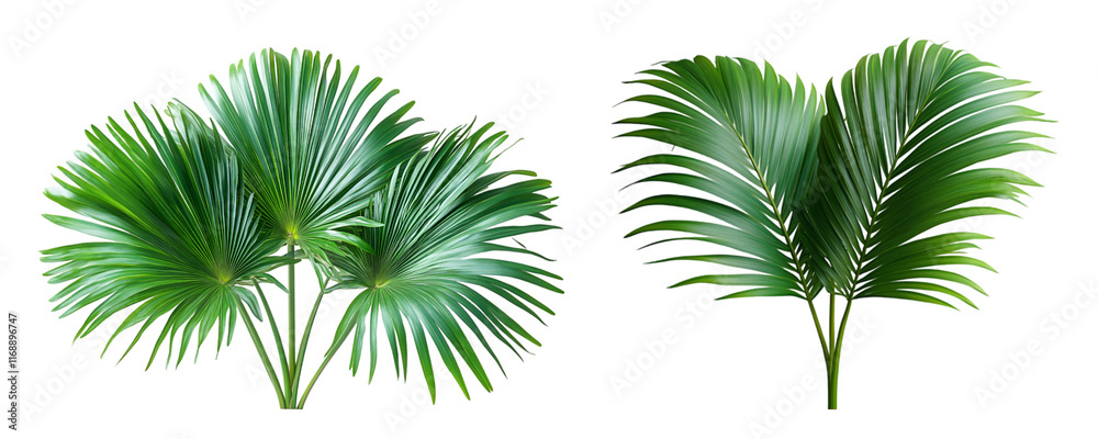 A vibrant palm leaf with long slender leaflets radiat A vibrant palm leaf with long slender leaflets radiat