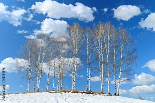 Snow-covered birch trees on a hilltop in winter nature photography scenic landscape vibrant skies photo