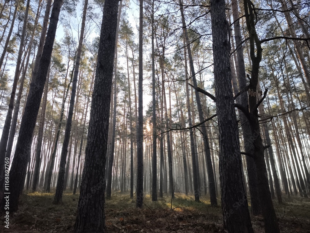 Obraz premium las, drzewa, mgła, park, liście, sosny