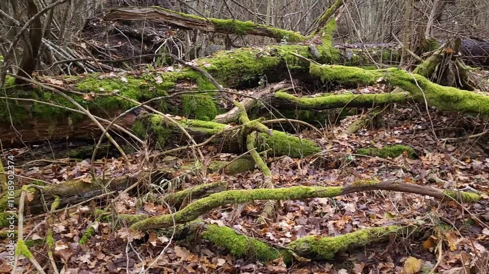 Close up of an old log in a forest covered in moss and ferns. Close up of an old log in a forest covered in moss and ferns.