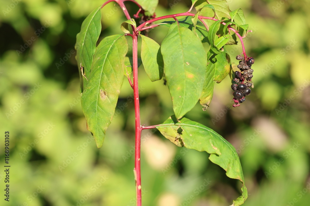 berries of Phytolacca sp in forest berries of Phytolacca sp in forest