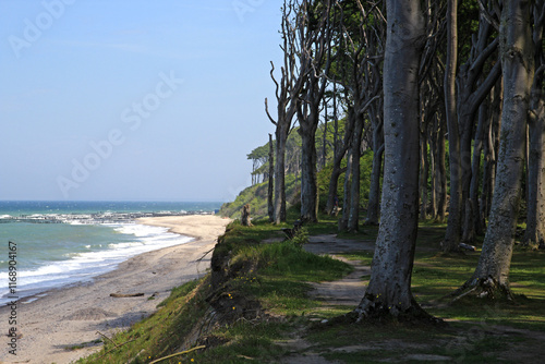 der sog. Geisterwald bei Nienhagen an der Küste der Halbinsel Fischland-Darß-Zingst, im Nationalpark Vorpommersche Boddenlandschaft an der Ostsee