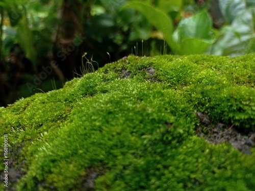 Leucobryum glaucum close up photo photo