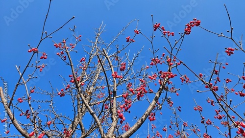 Winter of cornelian cherry redder than flowers photo