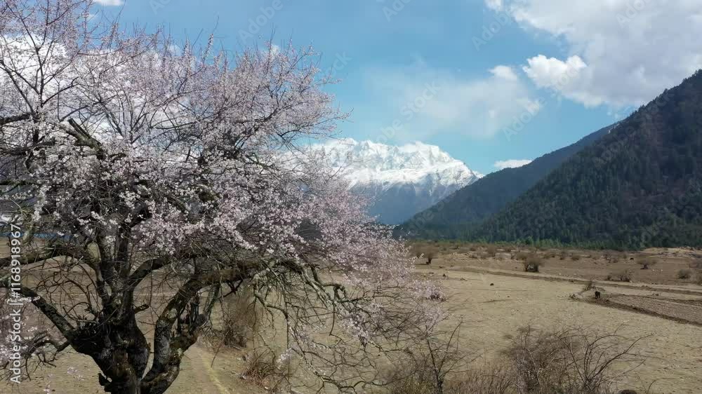 Blossoming cherry trees in springtime landscape with mountains in the background Blossoming cherry trees in springtime landscape with mountains in the background