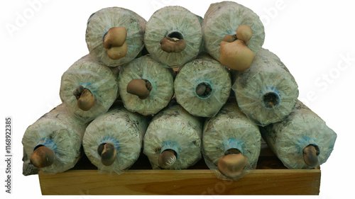 Growing mushrooms from sawdust for food and sale