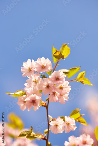 Cherry Blossoms in Full Bloom