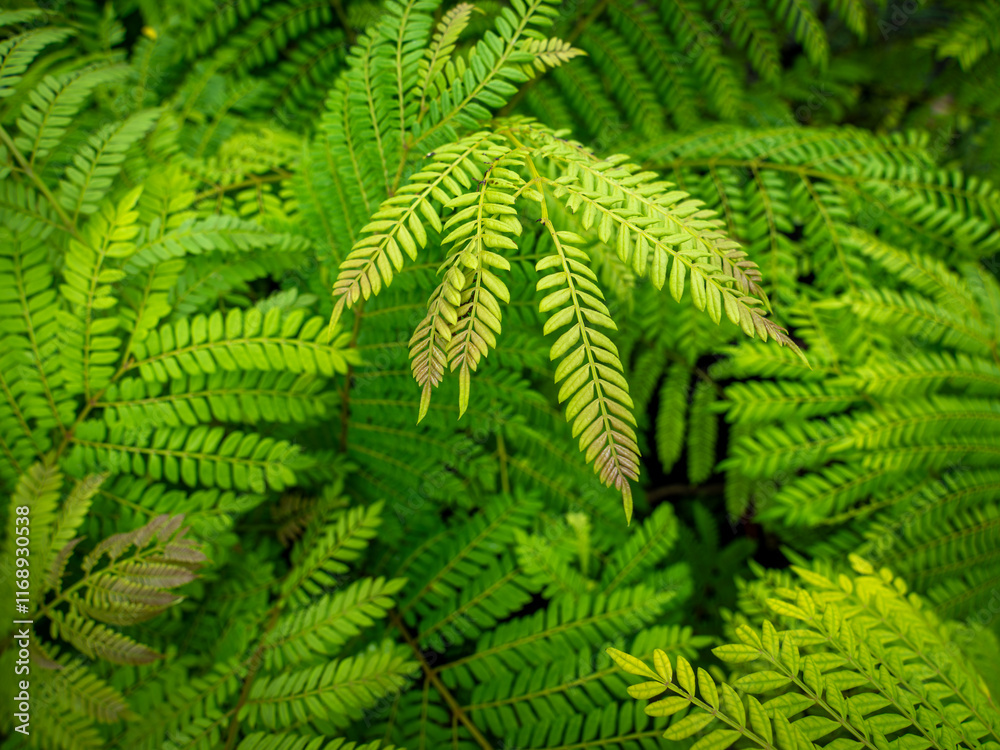 New Leaves of Pattern of Fern Tree New Leaves of Pattern of Fern Tree
