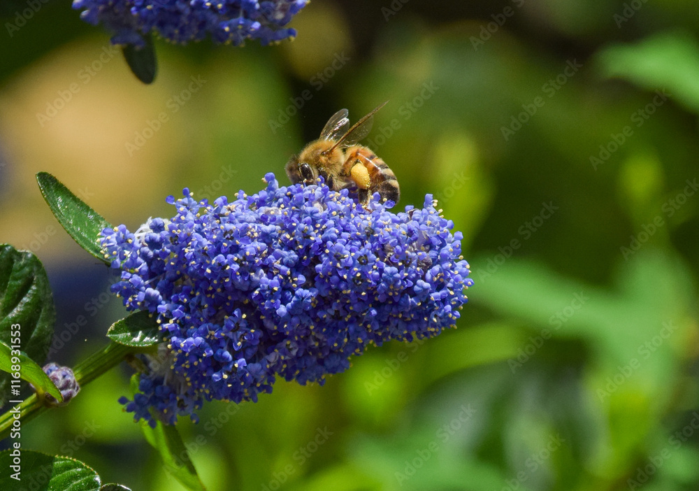 A bee pollinates California lilac (ceanothus) flowers A bee pollinates California lilac (ceanothus) flowers