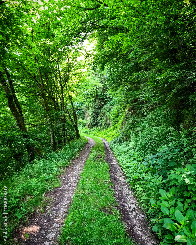 Vehicle tracks run through a dense, lush, green forest Vehicle tracks run through a dense, lush, green forest