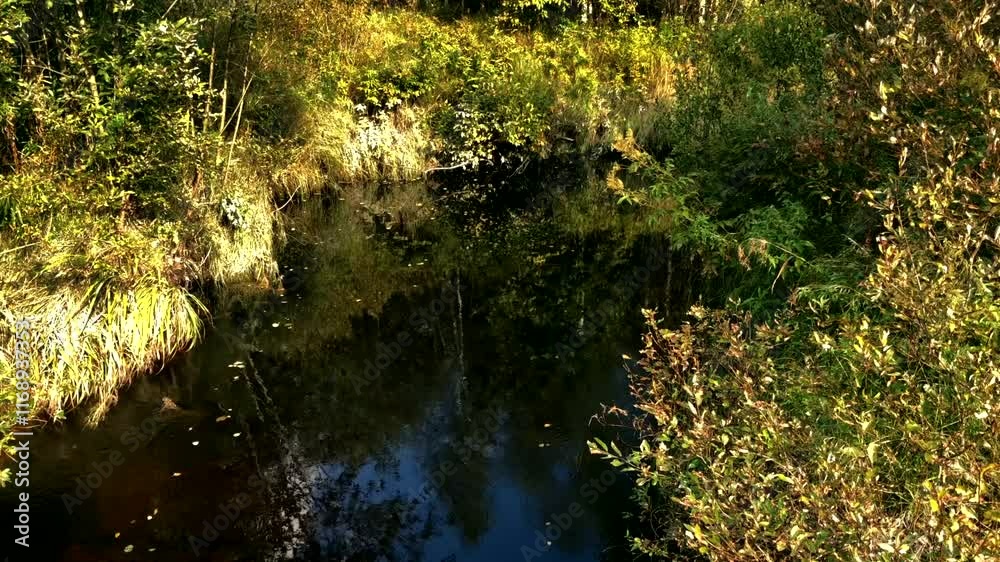 river slow flowing among lush green forest, sunlit river slow flowing among lush green forest, sunlit